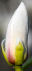 Magnolia/Beautiful magnolia flower