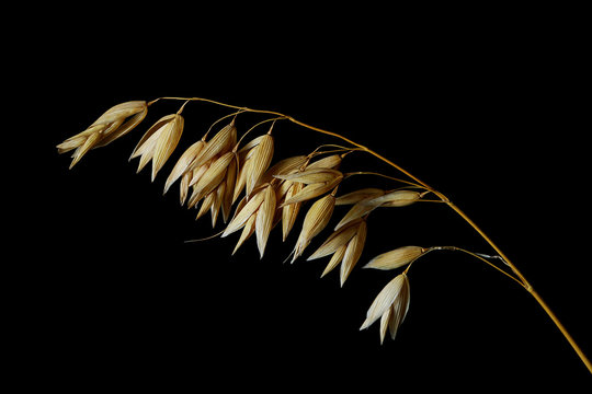 The oats panicle