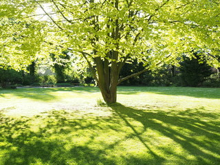 sonnenlicht im park