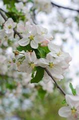Obraz premium crabapple tree blossoms
