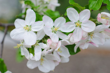 crabapple tree blossoms