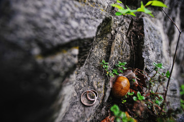 wedding rings on the rock with snail