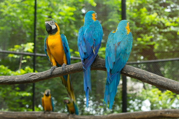 parrot bird