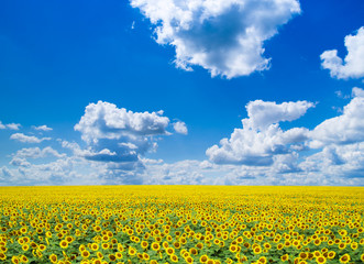 sunflower field