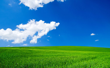 Obraz premium green field