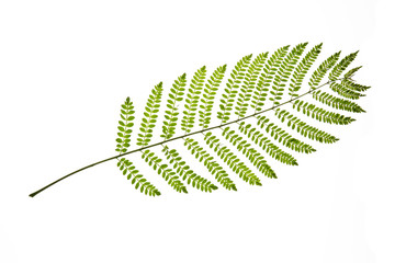 Green leaf