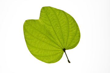 Green leaf