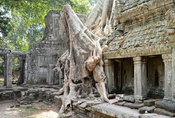 Fototapeta na wymiar Ancient temple Ta Prohm Angkor Wat Cambodia