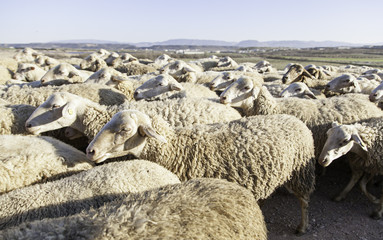 Naklejka premium Flock of sheep in the field