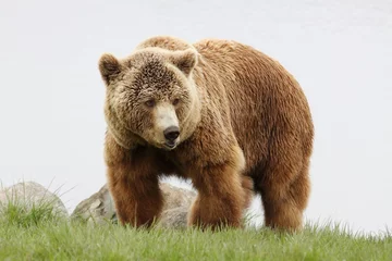 Foto op Aluminium Brown bear in nature © Ricochet64