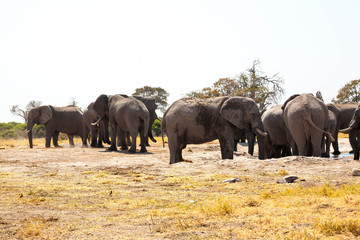 Elephants