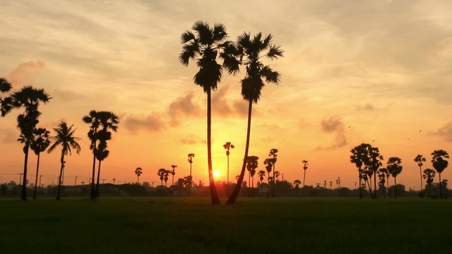 Sunrise in the field