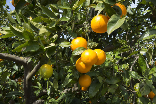 Oranges growing on the tree