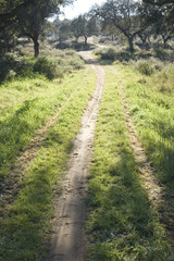 Fototapeta na wymiar Path through a lush green dehesa
