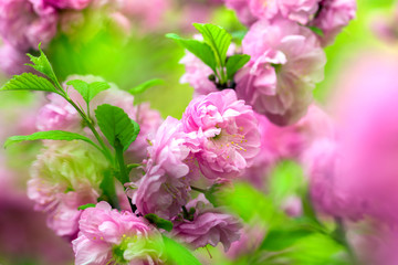 Fototapeta na wymiar Oriental cherry blossom