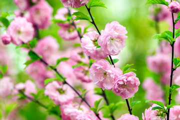 Oriental cherry blossom