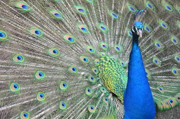 Naklejka premium Pfau schlägt Rad