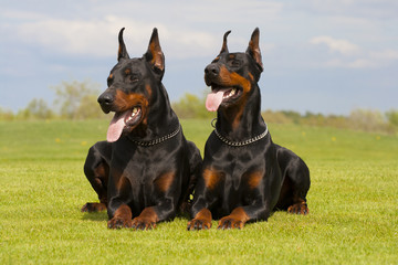 two black dobermans are laying on the grass - obrazy, fototapety, plakaty