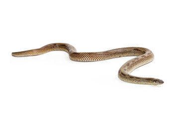 Apalachicola Kingsnake Crawling Forward