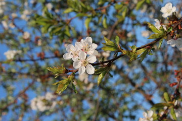 Cherry blossom tree