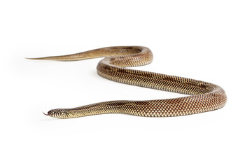 Fototapeta premium Apalachicola Kingsnake Isolated on White
