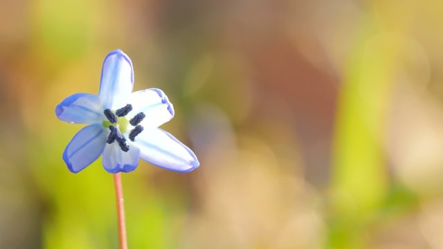 Blue snowdrop blossoming at the beginning of spring. Macro.