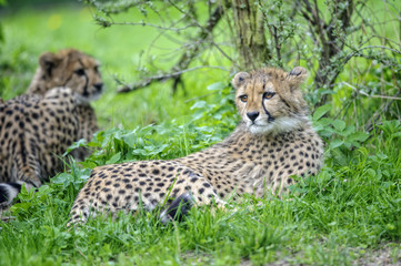 Cheetah cub lying in grass