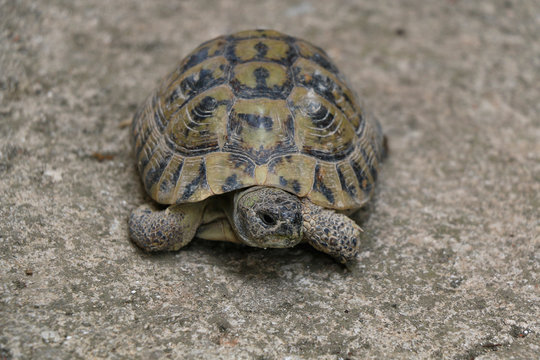 Small domestic tortoise walking in the yard. Selective focus.