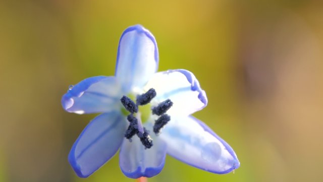 Blue snowdrop blossoming at the beginning of spring. Macro.