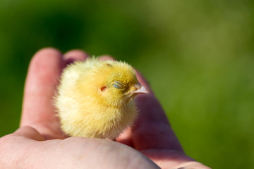 Sleeping chicken on hand - stock photo