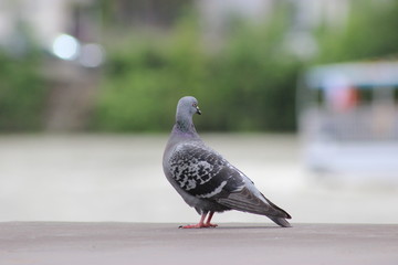 Pigeon qui regarde une péniche
