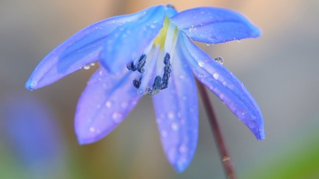 Blue snowdrop blossoming at the beginning of spring. Macro.