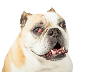 Closeup Of Senior Bulldog