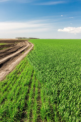 Green field with earth road under blue sky
