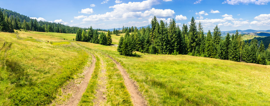 path through meadow to forest in mountain