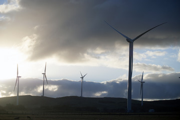 Obraz premium Wind Turbines in a field