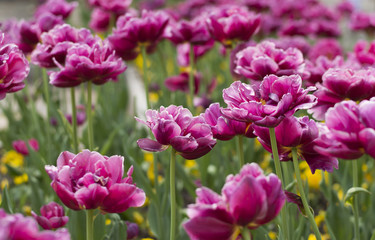 Spring blossom of pink tulips in park