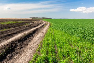 Village road under blue sky with green field of corn