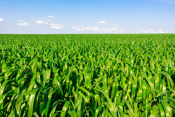 Corn field under blue sky