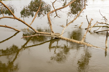tree in water