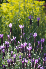 Spanish Lavender