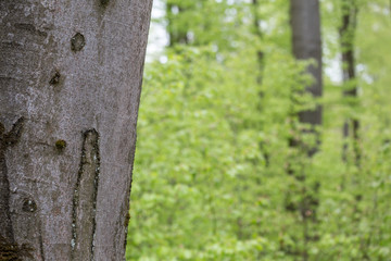 Obraz premium spring green beech wood background