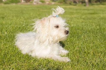 Maltese dog