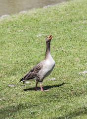 ducks enjoy the green grass in the english garden