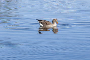 ducks enjoy the lake in the english garden