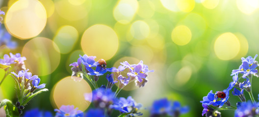 Fototapeta na wymiar art spring or summer background with forget-me-not flower