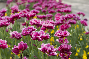 Obraz na płótnie Canvas Spring blossom of pink tulips in park