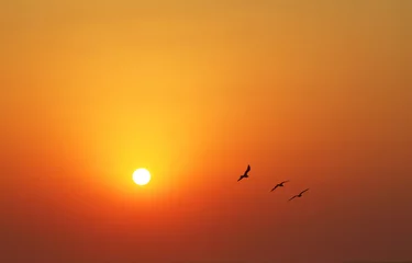 Poster de jardin Mer / coucher de soleil Seagulls at sunset