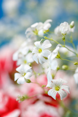 Fototapeta premium かすみ草