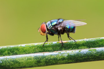 fly on branch